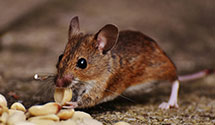 24 Hour & Emergency Exterminators in Lebanon, WI